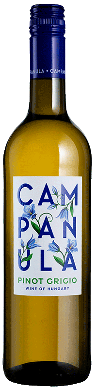 Campanula Pinot Grigio 2024
